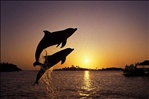 leaping_dolphins